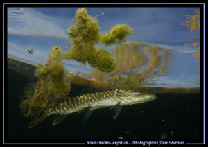 Young Pike Fish close to the surface... Que du bonheur...... by Michel Lonfat 